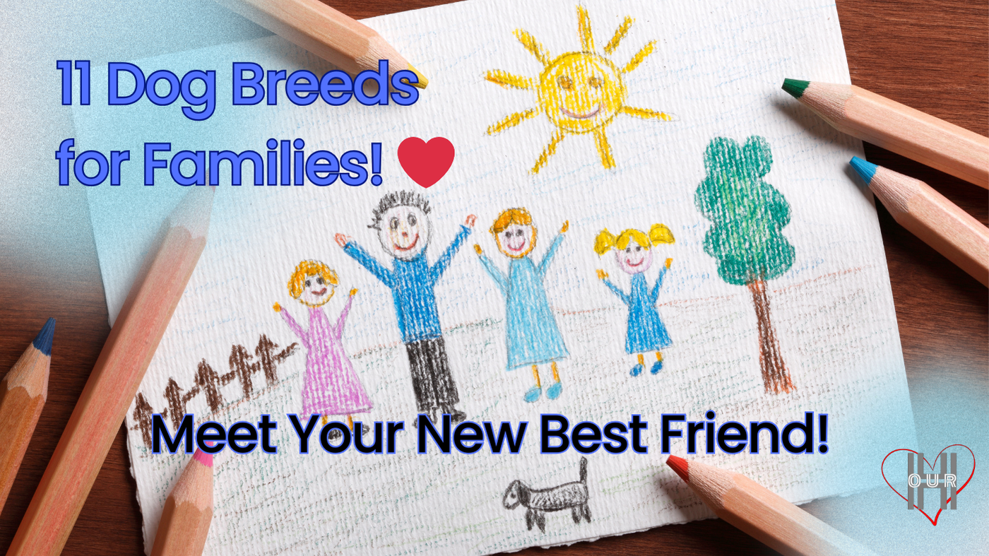 family dog breeds, kids drawing of dogs, blog post