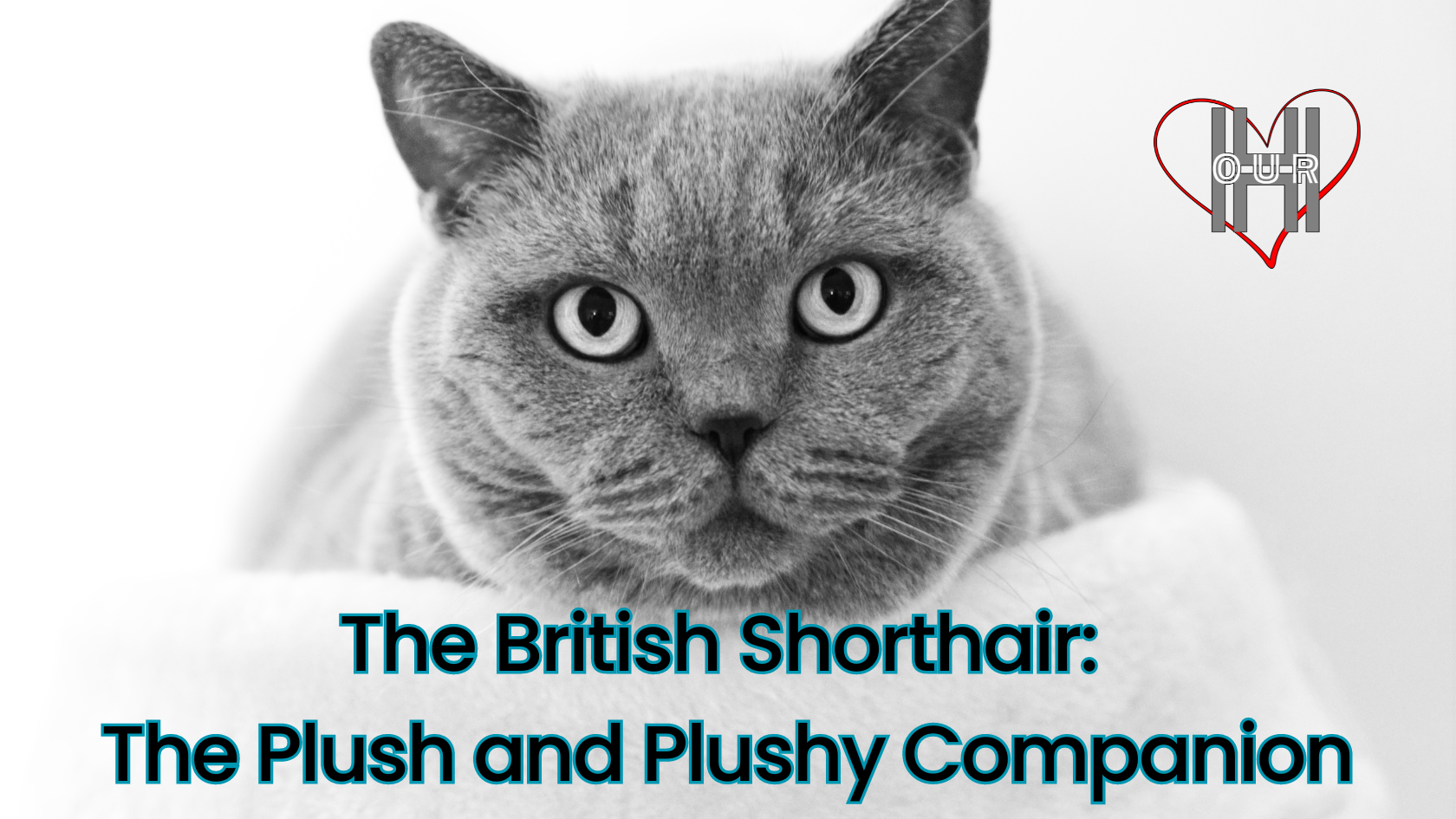 British Shorthair Cat Breed 