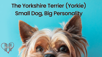 Yorkie - Yorkshire Terrier Dog Breed - Blog Post Image